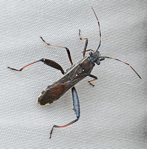 Réf. 191 679 : Camptopus lateralis